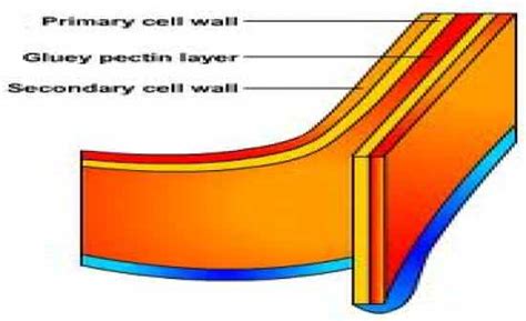 When looking under a microscope, the cell wall is an easy way to distinguish plant cells. Flashcards Table on Organelles