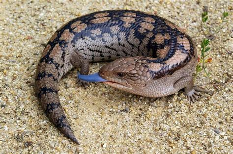 Blue Tongue Lizard Australian Wilds Pinterest