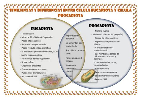 Cuadro Comparativo Semejanzas Y Diferencias Entre Celula Eucariota Y