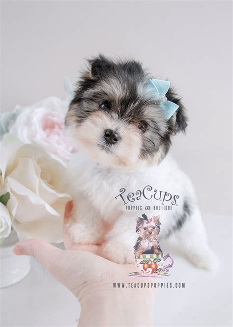 Biewer Yorkie Puppy For Sale 080 Teacup Puppies Teacup Puppies