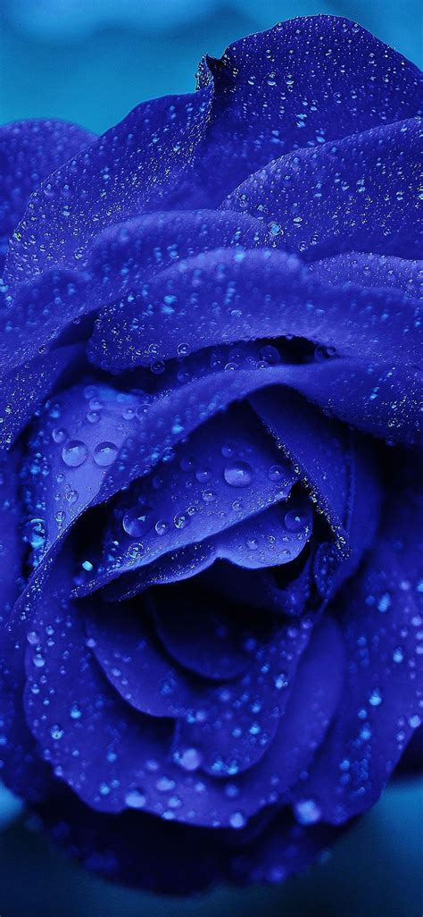 Apple Iphone Wallpaper Nd81 Rose Flower Blue Rain