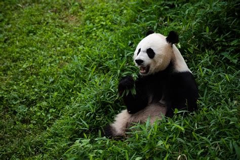 Giant Panda Mei Xiang Is Not Pregnant Smithsonians National Zoo And