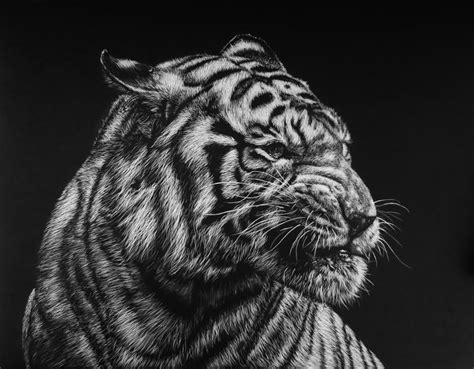 Tiger By Streutkerx92 On Deviantart