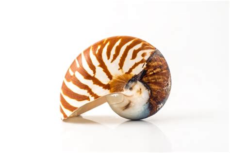 Premium Photo Nautilus Mollusk Shell On White Background