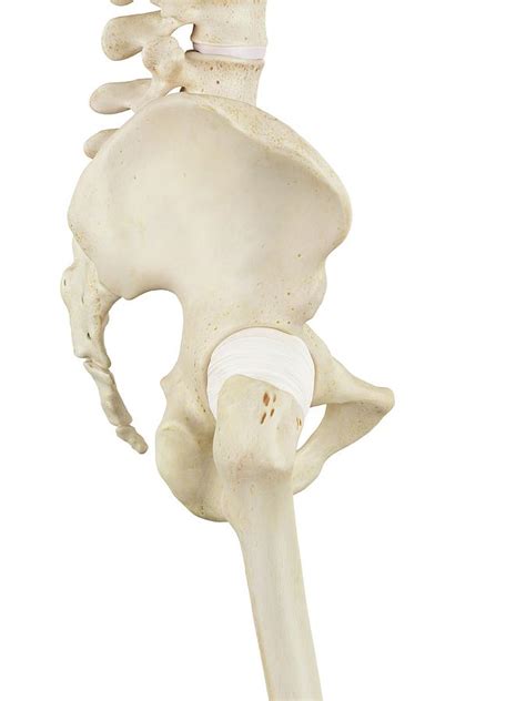 Human Pelvis Bones Photograph By Sciepro Pixels