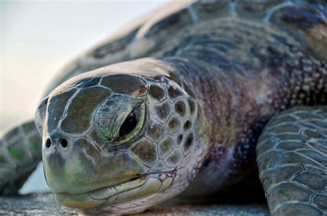 Unveil The Secret Of Life Four Sea Turtle Nesting Beaches Of Japan