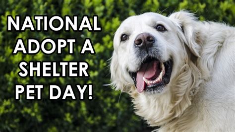 Its National Adopt A Shelter Pet Day