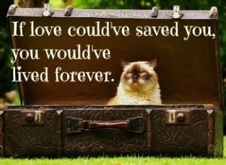 The intensity of your symptoms: Healing Your Heart When You Miss Your Cat - She Blossoms