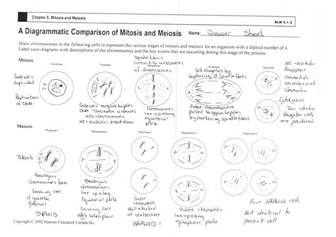 Stages Of Meiosis Worksheet Answers