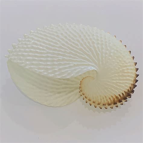Rare Large Paper Nautilus Shell Artedeco Online Antiques