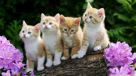 Kittens Screensavers Wallpaper (48+ images)