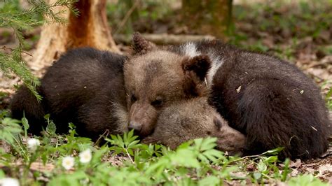 Orphan Bear Cubs Learn Survival Skills Youtube