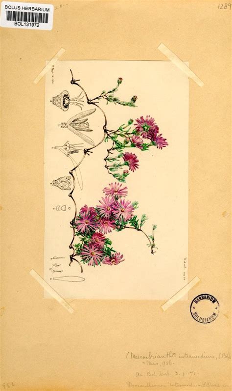 Drosanthemum Intermedium Botanical Illustration Medium Takeout Container Illustrations