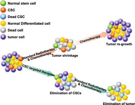 The Combination Of Cancer Stem Cell Targeted Therapy With Conventional