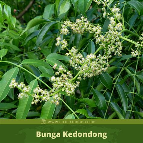 Bunga akan mekar pada bagian tangkai yang mana tegak ataupun menjalar. Ciri Ciri Pohon Kedondong (Spondias dulcis) Di Alam Liar ...