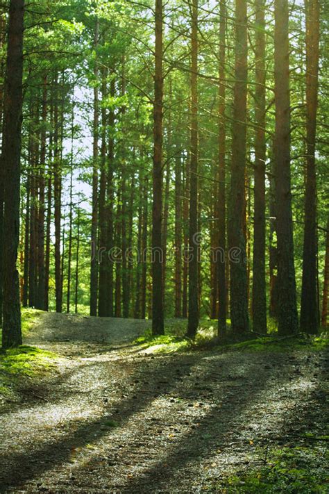 Pine Forest Stock Photo Image Of Mystery Forest Nature 25228024