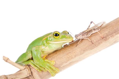 Frog Eating Fly Stock Photos Pictures And Royalty Free Images Istock