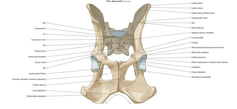 Hueso Coxal Osteología Canina Ilustraciones Dog Anatomy Anatomy
