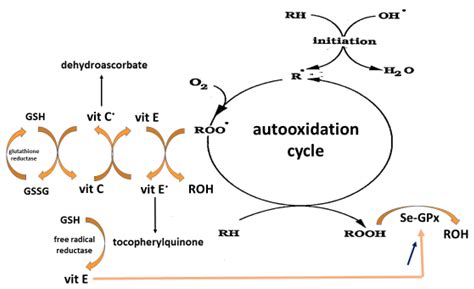 Antioxidants Free Full Text On The Potential Role Of The