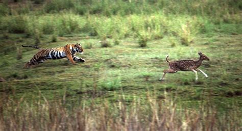 Tiger Leap India By Porus Khareghat Wexas Wildlife Photography