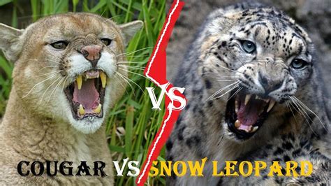 Leopard Vs Lion Who Wins