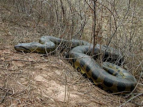 World Amazing Green Anaconda Giant Anaconda Facts World Amazing Records