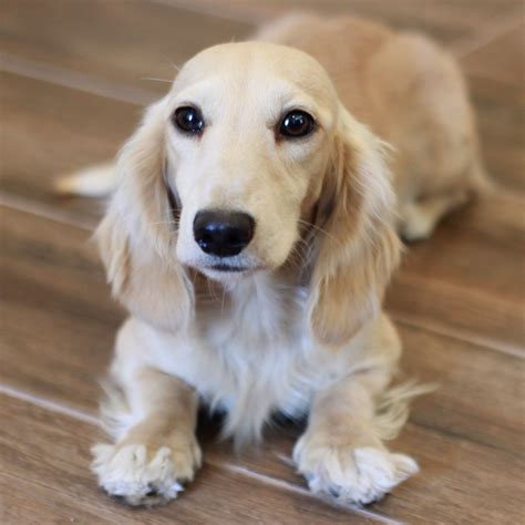Pale cream miniature dachshund | Dachshund breed, Dachshund puppies, English cream dachshund