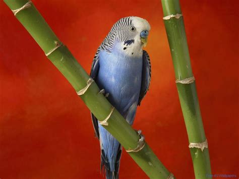 Budgie Wallpapers Wallpaper Cave