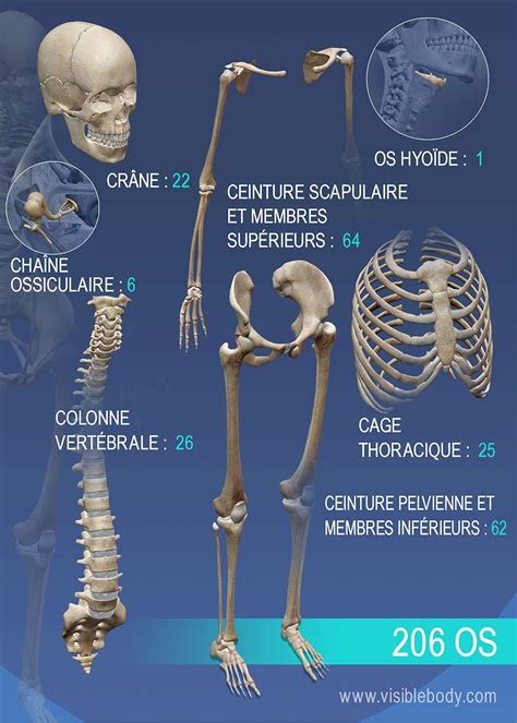 Aperçu Des Divers Os Système Squelettique Squelettique Anatomie Du