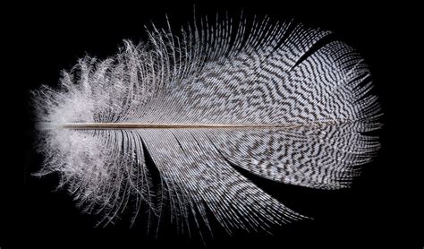 Researchers need you to collect feathers - Australian ...