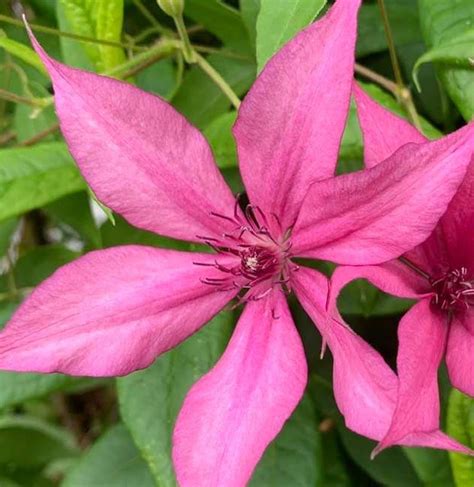 Although several shrub and ground cover varieties exist, clematis vines are the. Giselle Clematis Plants for Sale | Free Shipping