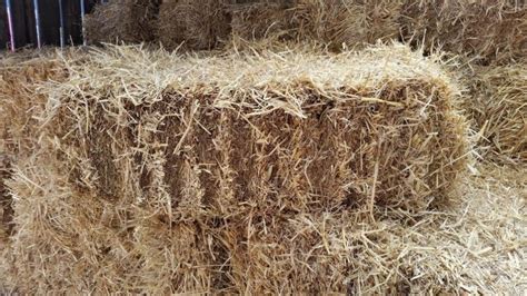 Barley Straw Bales And Their Many Uses Natural Ingria Organisation