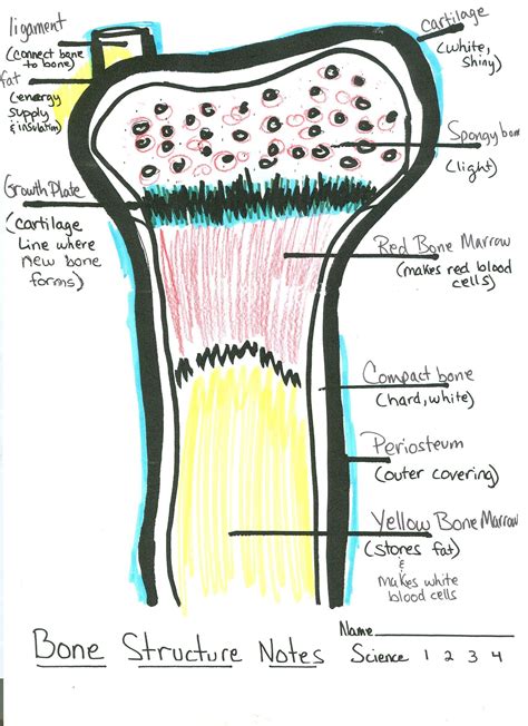 Wiring And Diagram Diagram Of Yellow And Red Bone Marrow