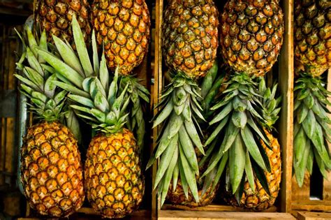 A Brief History Of The Pineapple