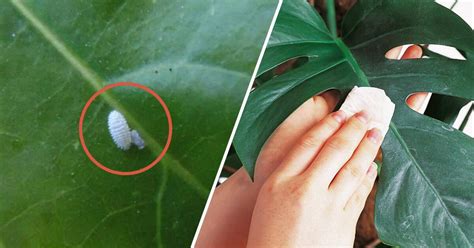 Houseplant Pests Identification Houseplant Pests Types