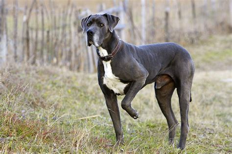 Great Dane Dog Breed Characteristics And Care