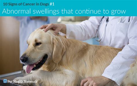 How Do You Know If Your Dog Has Bone Cancer Canine Osteosarcoma