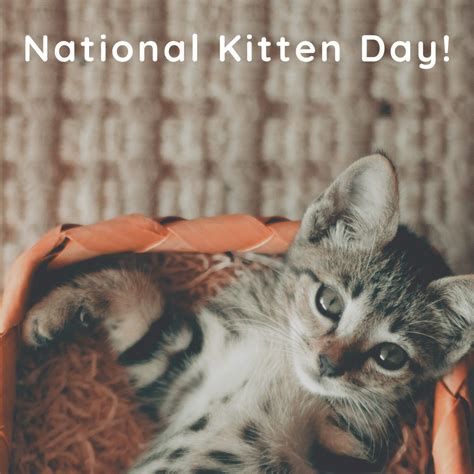 National Kitten Day Orthodontic Blog