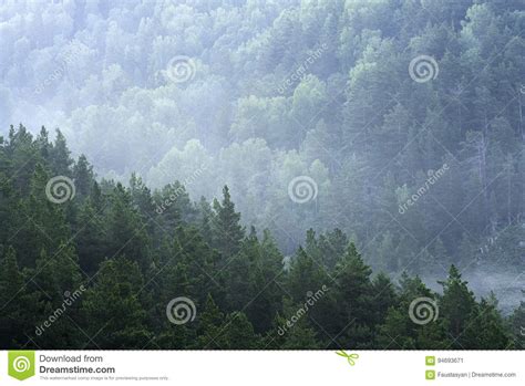 Mountain Forest Landscape Pine Trees In The Fog In The Early Morning
