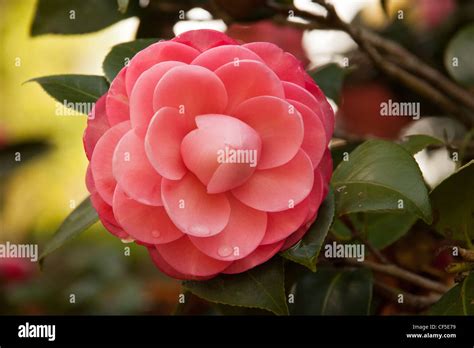 Delicate Pale Pink Coral Camellia Hi Res Stock Photography And Images