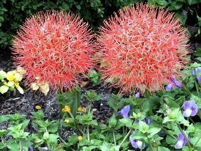 Flowers come in every shade but blue. 10 Best Florida Shade Plants | Florida flowers, Shade ...