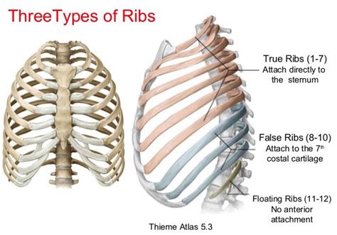 Pin By Hannah Miller On Human Ribs Anatomy Bones Human Ribs Anatomy