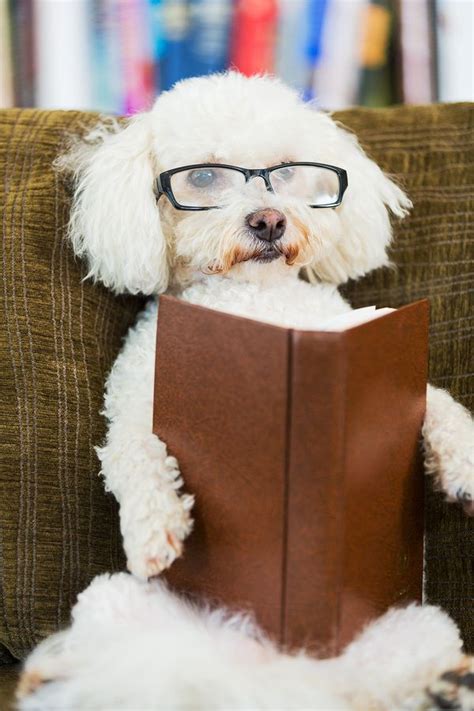 Dog Reading A Book Book Lqp