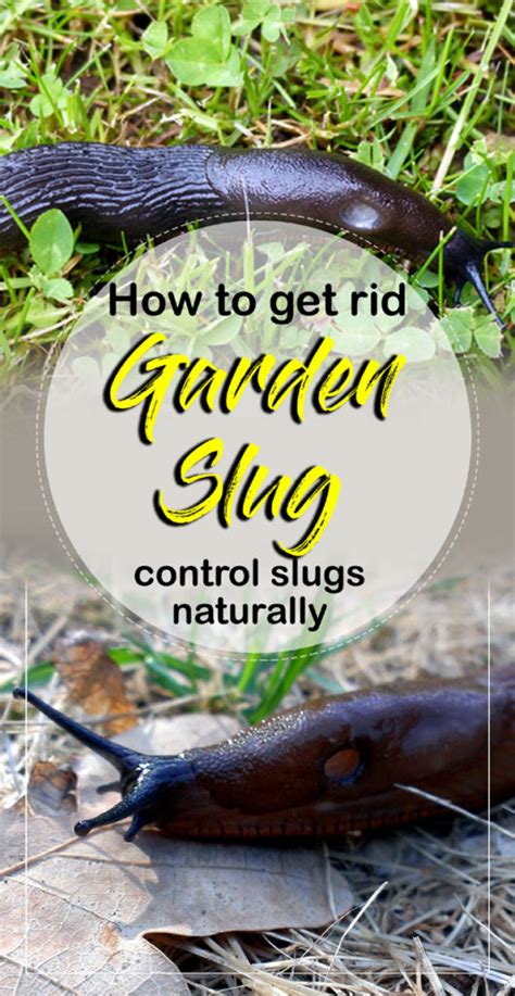Therefore to get rid of them, you need to. How to Get Rid of Garden Slug in 2020 (With images ...
