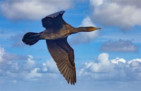 Kormoran im Flug Foto & Bild | world, natur, vogel Bilder auf fotocommunity
