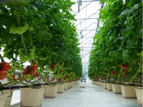 Outdoor hydroponic garden heirloom tomatoes peppers dwc system. China Greenhouse Garden Grow Pots PP Tomato Dutch Bucket ...