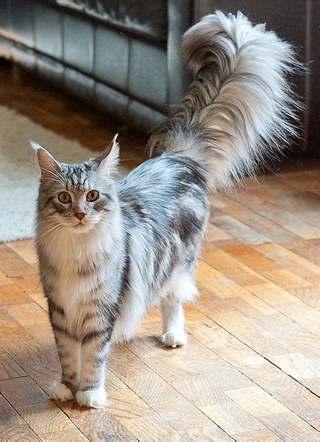 Cat Breeds With Long Tails