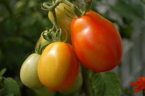 Tomates Italiennes Premi Re R Colte De Tomates Italienenne Flickr