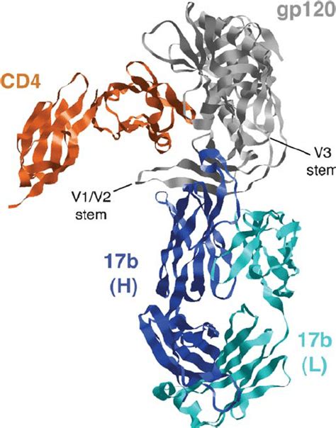 Crystal Structure Of Hiv 1 Gp120 Complexed To Cd4 And An Antibody