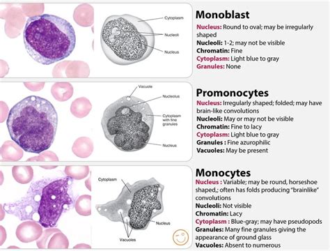 51 Best Images About Hematology On Pinterest